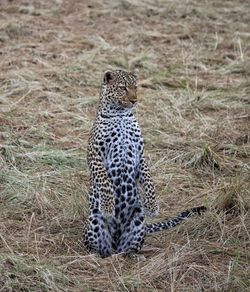 Portrait of cat lying on land