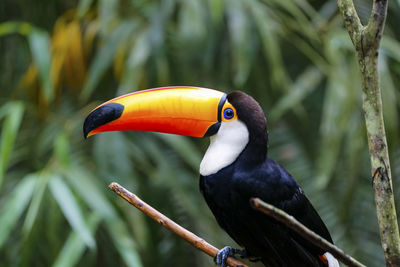 Close-up of bird perching on branch