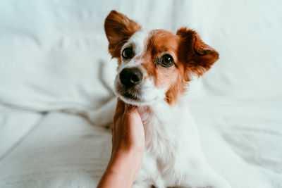 Woman hand touching a cute relaxed jack russell dog lying on sofa, resting and relaxing