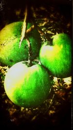 Close-up of fruits on tree