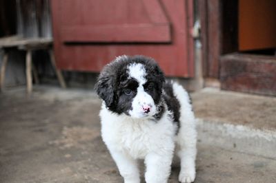 Portrait of white dog