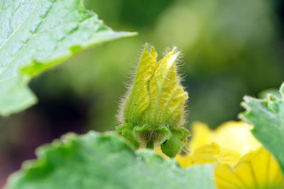 Close-up of plant