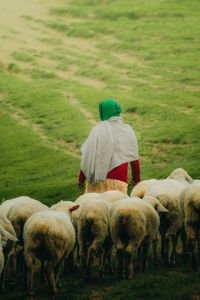 Sheep grazing on field