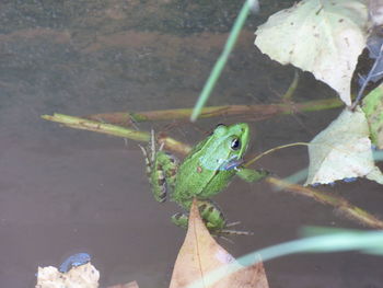 Close-up of frog on leaf
