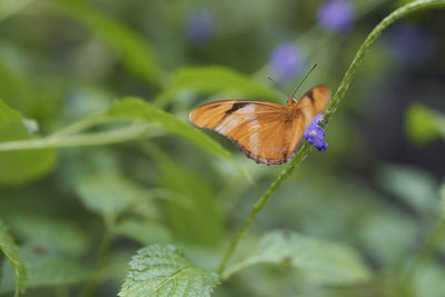 Close-up of butterfly on purple flower