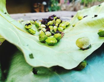 Close-up of fruits and leaves on plant