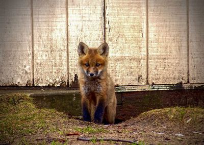 Portrait of fox 