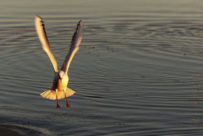 Bird flying over sea