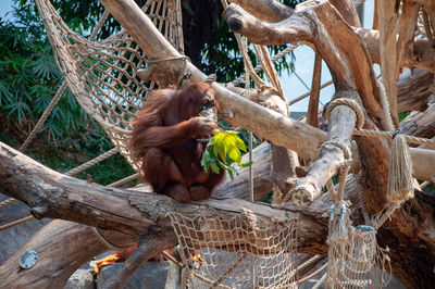 Monkey on tree branch in zoo