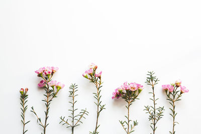 Close-up of pink flowers blooming outdoors