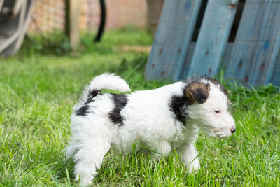 Close-up of puppy on grass