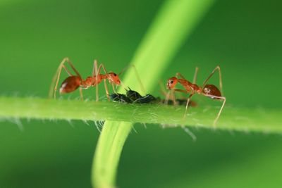 Close-up of ant on leaf