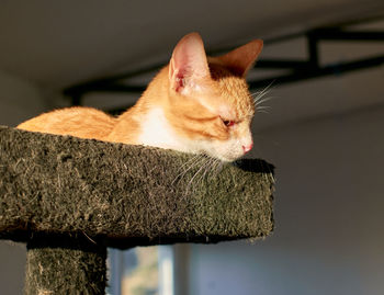 Close-up of a cat looking away