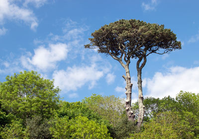 Low angle view of tree against sky