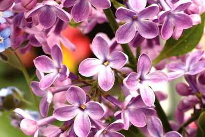 Close-up of purple flowering plant