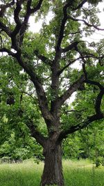 Trees growing in field