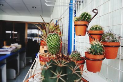 Potted plants on table