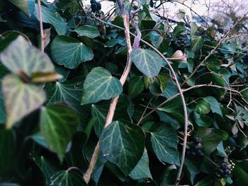 Close-up of leaves