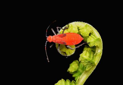 Close-up of red leaf against black background