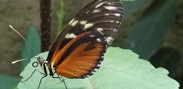 Close-up of butterfly on leaf