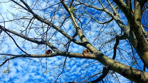 Low angle view of bare tree against sky