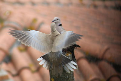 Close-up of mourning doves perching on wooden post