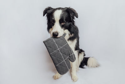 Close-up of dog against white background