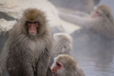 Monkeys in snow