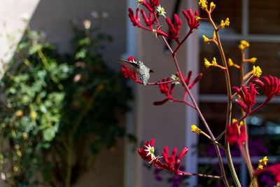 Close-up of red flowering plant