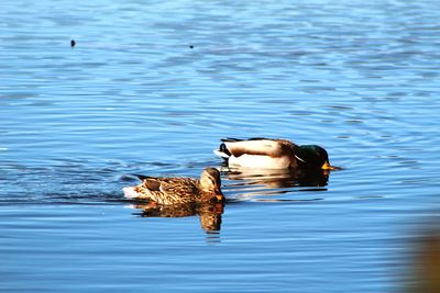 Duck swimming in lake