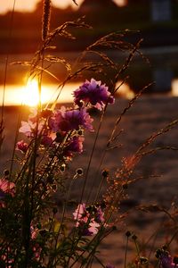 Close-up of purple flowers blooming outdoors
