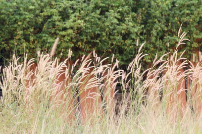 Crops growing on field