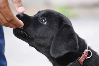 Midsection of person holding dog