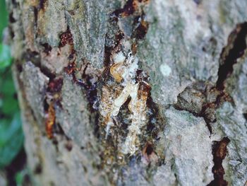 Full frame shot of tree trunk