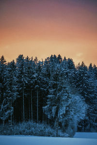 Pine trees on field against sky during winter