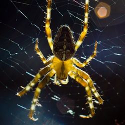 Close-up of spider on wall