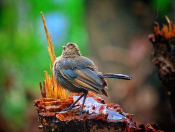 Close-up of bird perching