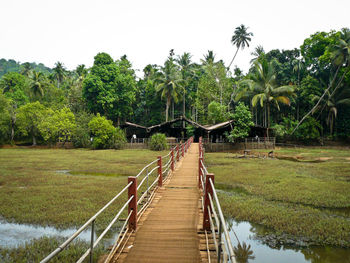 View of footpath along trees