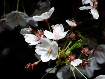 Close-up of white flowering plant