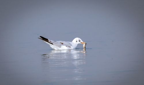 Ducks swimming in lake