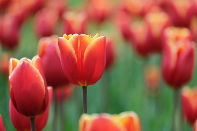 Close-up of red tulips