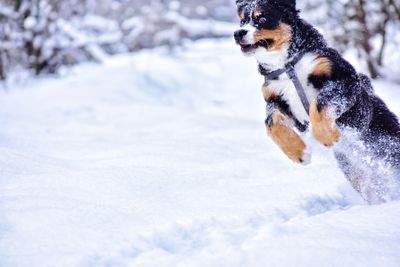 Funny bernese mountain dog in winter forest in ukraine
