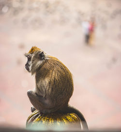Monkey observing people on the streets