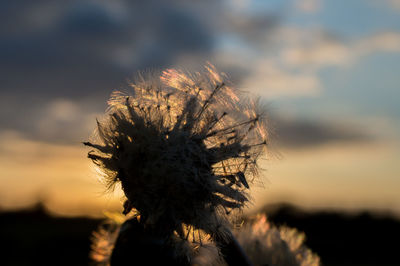 Close-up of plant against sky at sunset