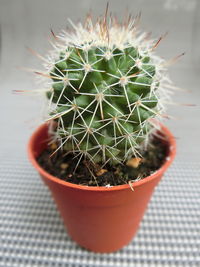 High angle view of succulent plant in pot