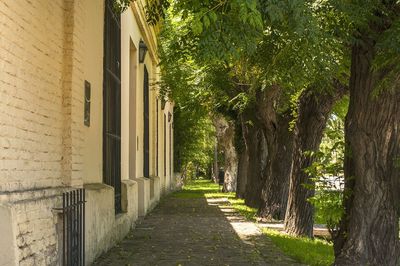 Walkway amidst trees