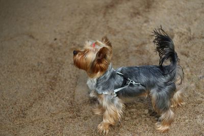 View of a dog on field