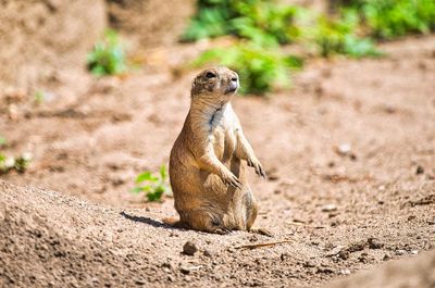 Prairie dog keeps watch in his territory