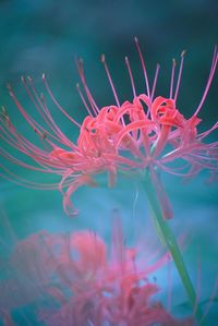 Close-up of pink flower