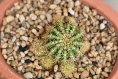 High angle view of cactus plant